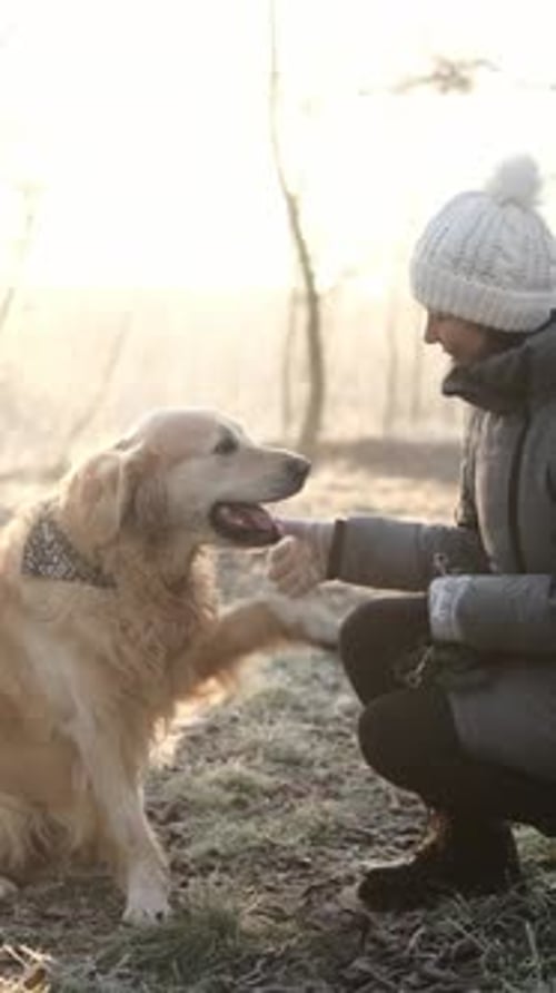 Golden Retriever High Five with Person Outdoors