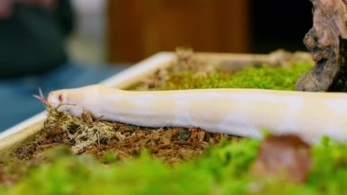 White Snake Slithering Across Moss and Foliage