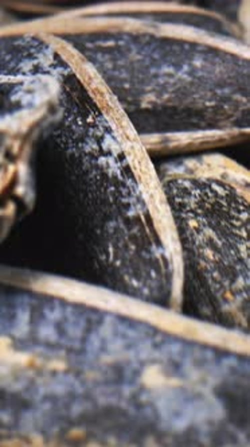 Close-Up of Pile of Delicious Sunflower Seeds
