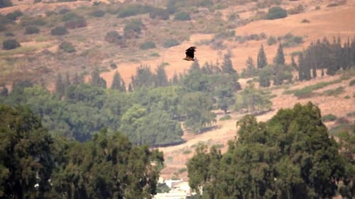 Short toed snake eagle flying over trees and field