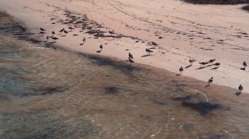 Birds on sandy beach in Caribbean sea in Dominican Republic