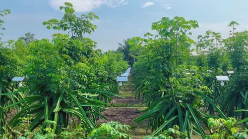 Lush Green Trees Growing on Rural Farm