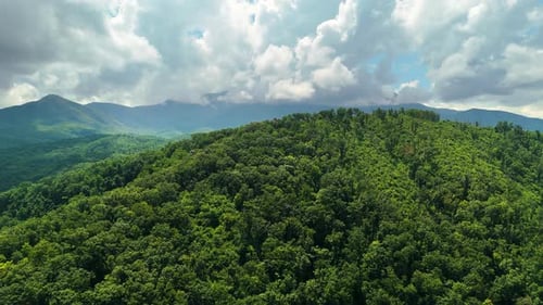 Mountain Forest in Humid Summer Rainy Season with Lush Green Trees and Misty Woods