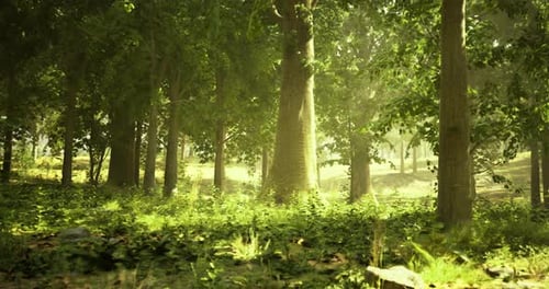 Sunlight Filters Through Trees in a Serene Forest Setting During Morning