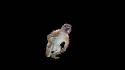 45 Monkey Dance HD