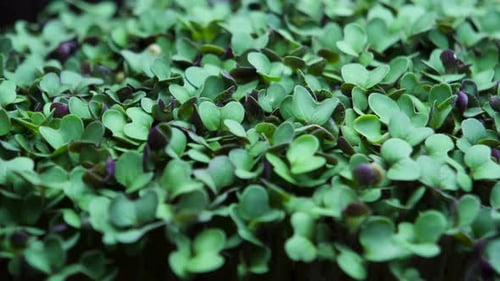 Mustard microgreens leaves closeup time laps. Micro green sprouts for healthy vegan food cooking. Sm
