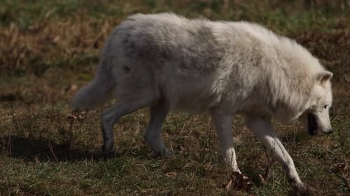 arctic wolf walking down grassy bank closeup