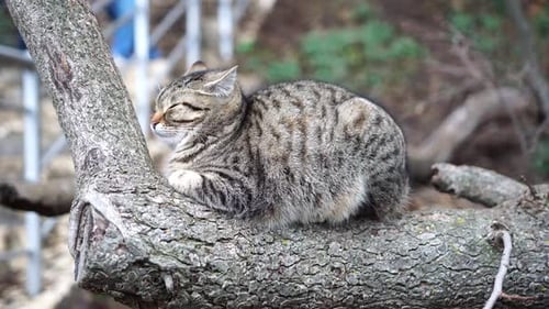Tabby Cat Resting on Tree Branch