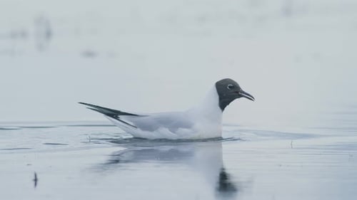Black-headed gull resting and feeding on water puddle flooded wetlands