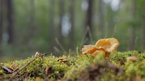 chanterelle on a background of green forest. static background with a mushroom in the foreground. ye