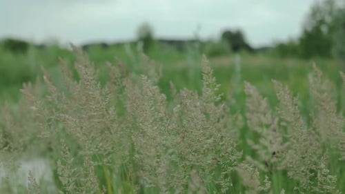 Wild Grass Sway From Wind Against Sky Green Grass on Nature Summer Field on Summer Wild Field on the