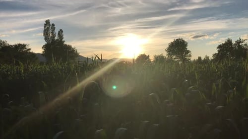 Agriculture Farming Food Industry