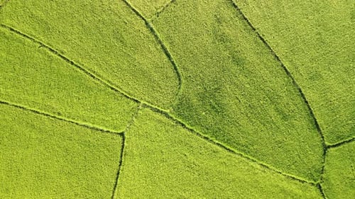 Awesome aerial view of bright green rice fields, Vietnam