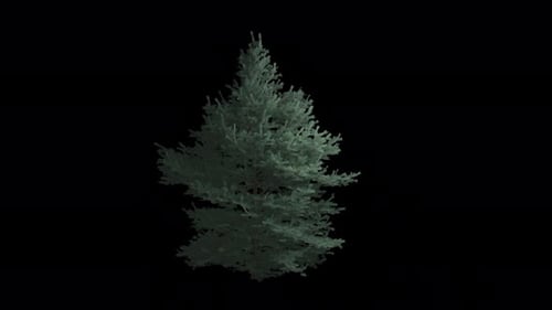 Animierter Abies Concolor Baumwind mit transparentem Hintergrund