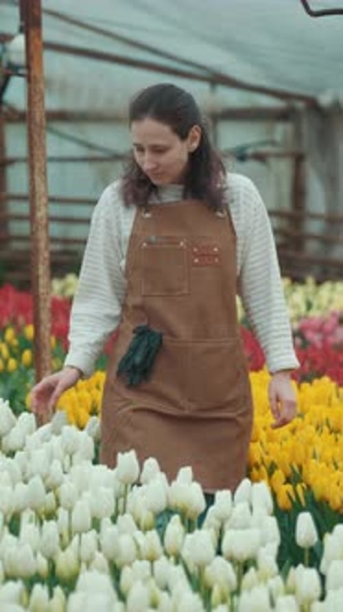 Woman Tends Tulips in a greenhouse