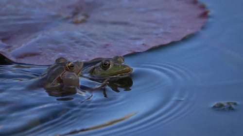 Frogs croaking in calm lake close up, 2022