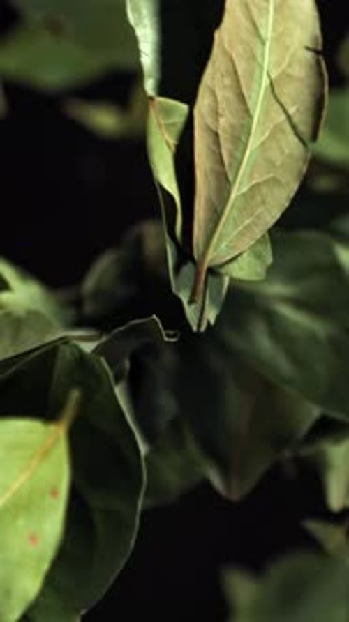 Bay Leaves Fly Up and Fall Down Filmed on a Highspeed Camera at 1000 Fps