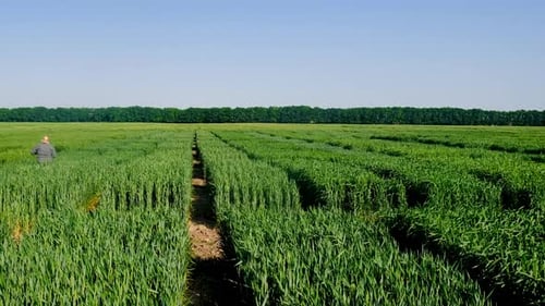 A Woman Farmer in a Wheat Field is Checking Selective Focus