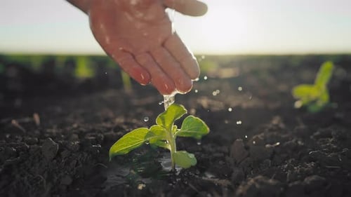 Horticulture and Gardening Closeup View of Hands with Flowing Water on Plant Human and Nature