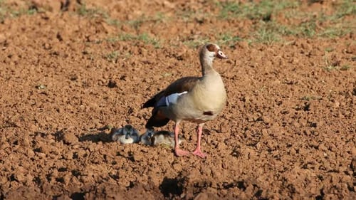 Egyptian Goose With Goslings On Land