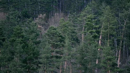 Pinienwälder in Europa