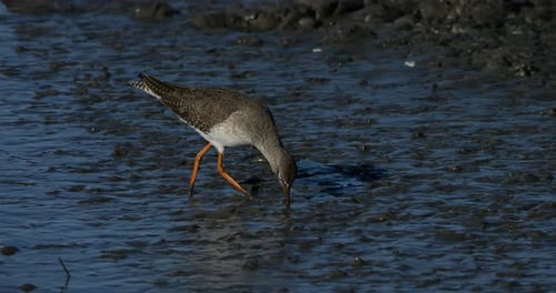 Common redshank redshank, the Camargue, France
