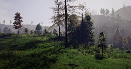 Lush Green Landscape with Tall Trees and a Misty Atmosphere in the Forest