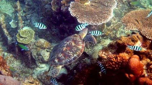 Hawksbill Sea Turtle at Thailand on Diving or Snorkeling Underwater