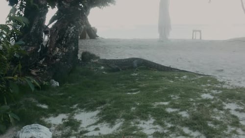 Palawan water monitor Varanus palawanensis in Coron Palawan Philippines