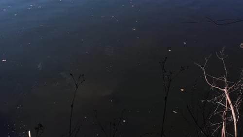 Sie können den Körper einer Seekuh sehen, wie sie sich sanft durch das Wasser bewegt, bevor sie langsam verschwindet.