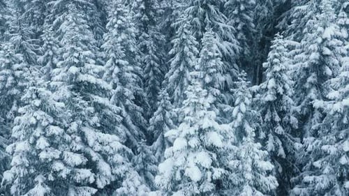 Magical Christmas Holidays in Winter Wonderland Scenic Beautiful Lapland Forest