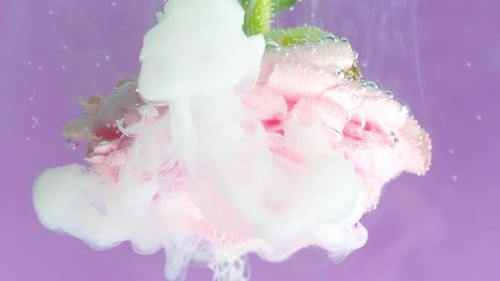 Light Pink Blooming Rose Close Up Underwater Concept of Gardening Stock Footage Flowing Liquid White