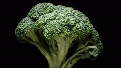 A broccoli bush rotates on a black background. Close-up