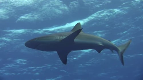 two Grey reef sharks crossing, view from below, water surface in the background