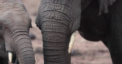 Trunks Of African Elephant Family Feeding In Aberdare, Kenya. closeup shot
