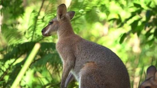 Wallaby à cou roux timide. Notamacropus rufogriseus aperçu dans la nature, entouré d'une végétation verte dense