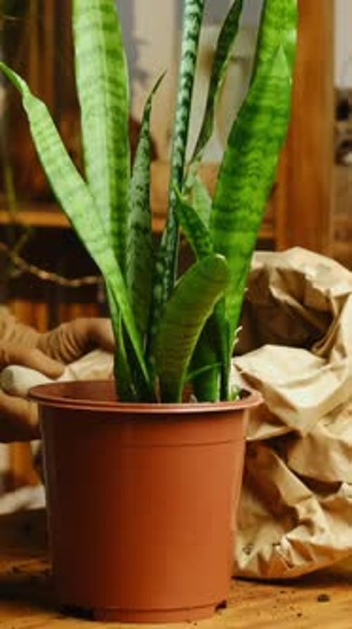 Vidéo verticale : femme replantant une plante serpent, jardinage