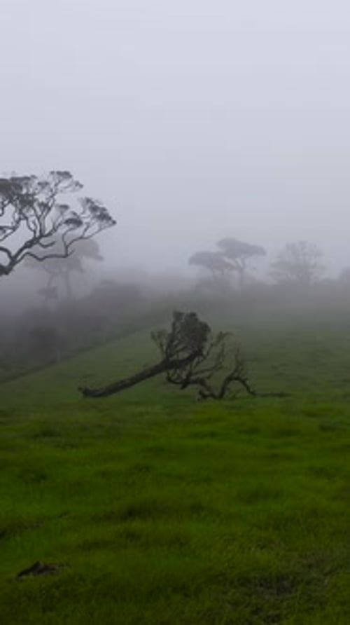 Trees and Meadows in Fog and Haze Sri Lanka