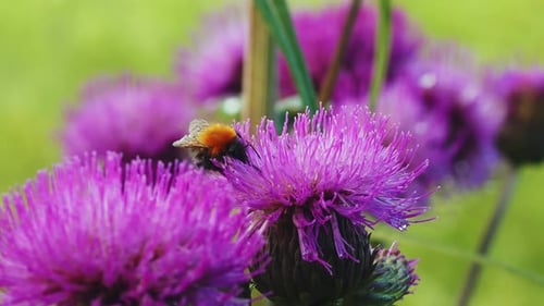 Close up view sunny day of Honey bee pollinating a purple thistle flower