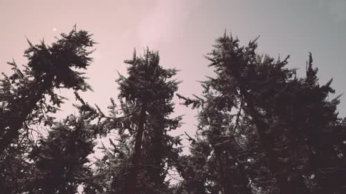 Winter Pine Tree Forest with Snow on Trees