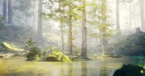 Serene Forest Landscape with Mist and Calm Waters During Daylight Hours