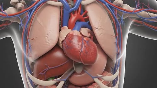 Beating Heart | Semi Transparent Torso View 3D Medical Animation Horizontal | Manestream Den