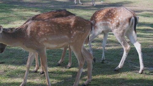 Spotted Deer Grazing in a Green Field