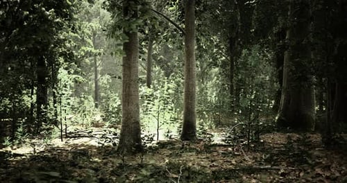 Forêt verte luxuriante avec lumière du soleil filtrant à travers un feuillage dense