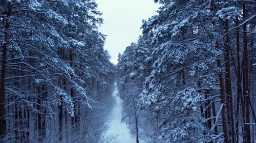 Ski Track in Snowy Forest Outdoor Activities and Ecological Tourism Natural Winter Season Background