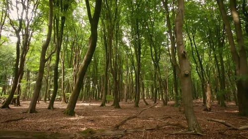 Panning shot of deciduous trees in the forest in summer sunny day.