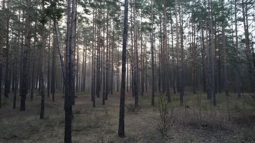 In The Morning Misty Forest