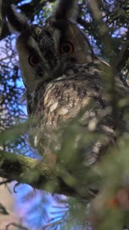 Owl Perched in Tree Looking at Camera