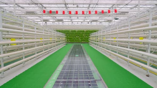 High-Tech Hydroponic Farm Growing Green Vegetables