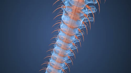 Spinal xray anatomy view. Medically accurate tooth 3D animation.